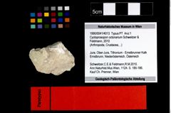 Foto (Objekt + Etikett) von Cycloprosopon octonarium (Schweitzer & Feldmann, 2010)  (NHMW-GEO-1990-0041-4013)